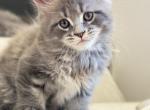 Bobo Pure Breed - Maine Coon Kitten For Sale - Astoria&comma; NY&comma; US