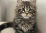 Tiger - Maine Coon Kitten For Sale - Astoria&comma; NY&comma; US