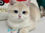 Prima - British Shorthair Kitten For Sale - Norwalk&comma; CT&comma; US