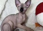 Cosmo - Sphynx Kitten For Sale - Brooklyn&comma; NY&comma; US