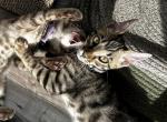 Nico BB8 - Bengal Kitten For Sale - Oklahoma City&comma; OK&comma; US