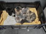 No names yet - European Shorthair Kitten For Sale - Wakefield&comma; NY&comma; US