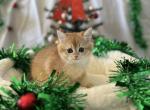 Sima - British Shorthair Kitten For Sale - Phoenix&comma; AZ&comma; US