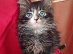 Michel - Maine Coon Kitten For Sale - 
