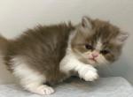 Persian Mix ON hold for Nathan - Persian Kitten For Sale - 