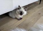 luna - Ragdoll Kitten For Sale - Barrington&comma; IL&comma; US