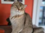 Dolly - Scottish Straight Cat For Sale - Levittown&comma; PA&comma; US