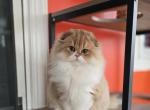Zoe - Scottish Fold Kitten For Sale - Levittown&comma; PA&comma; US