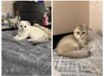 Snowy and Ginger - Scottish Fold Kitten For Sale - Rio Linda&comma; CA&comma; US