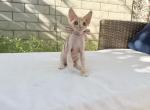 Mimi - Devon Rex Kitten For Sale - CA&comma; US