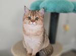 Pepsi - Scottish Straight Kitten For Sale - Levittown&comma; PA&comma; US