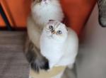 Greta - Scottish Fold Cat For Sale - Levittown&comma; PA&comma; US