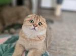 Prince - Scottish Fold Kitten For Sale - Levittown&comma; PA&comma; US