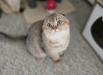 Patrick - Scottish Fold Kitten For Sale - Levittown&comma; PA&comma; US