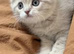 Female Scottish fold - Scottish Fold Kitten For Sale - North Port&comma; FL&comma; US