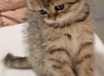 Tiger female scottishstraight - Scottish Straight Kitten For Sale - North Port&comma; FL&comma; US