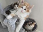 Zippy the Male orange maine coon kitten - Maine Coon Kitten For Sale - Easton&comma; PA&comma; US