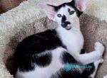 Vego - Oriental Kitten For Sale - Pembroke Pines&comma; FL&comma; US