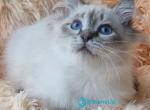 Vensant - Siberian Kitten For Sale - Pembroke Pines&comma; FL&comma; US