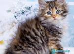 Elsa - Siberian Kitten For Sale - Pembroke Pines&comma; FL&comma; US