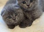Zoe and Chloe - Scottish Fold Kitten For Sale - Federal Way&comma; WA&comma; US