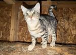 Silver Female Bengal 6 months old - Bengal Cat For Sale - AR&comma; US