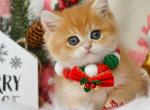 Quint - British Shorthair Kitten For Sale - Norwalk&comma; CT&comma; US