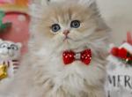 Quino - British Shorthair Kitten For Sale - Norwalk&comma; CT&comma; US