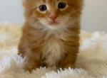 Chestnut - Maine Coon Cat For Sale - Redding&comma; CA&comma; US