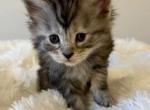 Ember - Maine Coon Kitten For Sale - Redding&comma; CA&comma; US
