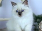 Alex&lowbar; - Siberian Kitten For Sale - Pembroke Pines&comma; FL&comma; US