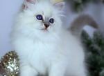 Assol - Siberian Kitten For Sale - Pembroke Pines&comma; FL&comma; US