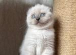 Xima - Scottish Fold Kitten For Sale - Hollywood&comma; FL&comma; US