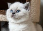 Xena - Scottish Straight Kitten For Sale - Hollywood&comma; FL&comma; US