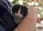 Jacques - Munchkin Kitten For Sale - AND&comma; SC&comma; US