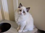 Female TICA Bicolor Ragdoll Kitten - Ragdoll Kitten For Sale - Bryan&comma; TX&comma; US