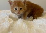Pecan - Maine Coon Kitten For Sale - Redding&comma; CA&comma; US