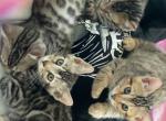 Rascals - Bengal Kitten For Sale - 