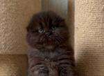 Yudjin - Scottish Fold Kitten For Sale - Hollywood&comma; FL&comma; US