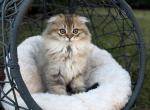 Scottish Kitten Longhair - Scottish Fold Kitten For Sale - Orlando&comma; FL&comma; US