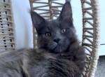 Jamison - Maine Coon Cat For Sale - Green Acres&comma; FL&comma; US