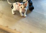 Calypso - Devon Rex Kitten For Sale - Redding&comma; CA&comma; US