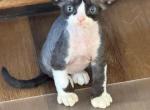Pandora - Devon Rex Kitten For Sale - Redding&comma; CA&comma; US