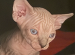 Coral - Sphynx Kitten For Sale - Brooklyn&comma; NY&comma; US