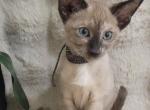 Amira - Oriental Kitten For Sale - Mundelein&comma; IL&comma; US