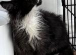 Tux - Maine Coon Kitten For Sale - Chouteau&comma; OK&comma; US