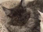 Smoke - Maine Coon Kitten For Sale - Chouteau&comma; OK&comma; US