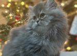 Bagheera - Persian Kitten For Sale - Fleming Island&comma; FL&comma; US