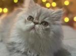 Romeo - Persian Kitten For Sale - Fleming Island&comma; FL&comma; US