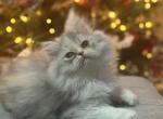 Lexi - Persian Kitten For Sale - Fleming Island&comma; FL&comma; US